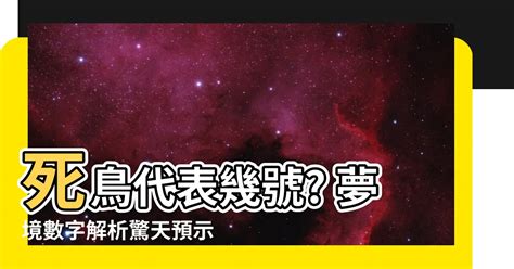 死鳥代表幾號|傳統夢境解析號碼對照表